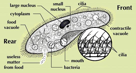 Ciliates Ciliates are the largest of the protozoa and the least numerous.