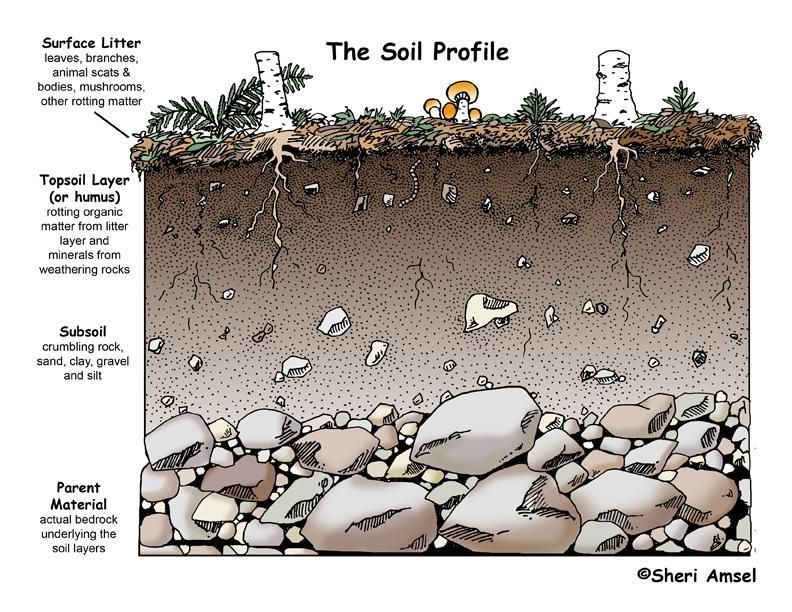 Nature builds soil