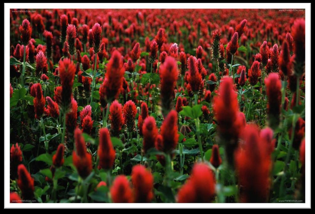 Cover Crop Crimson Clover Sow fairly thickly on well drained soil any time between late March and early October. Sheet mulch over Crimson Clover before it sets seed.