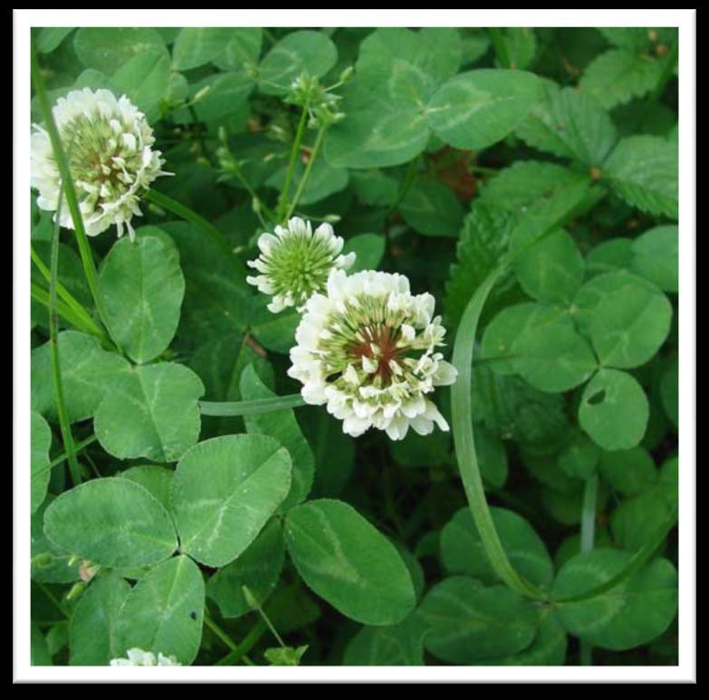 Cover Crop White Clover Clover can be used as a living mulch by planting it between other slowly maturing crops.
