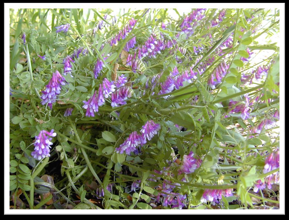 Cover Crop Hairy Vetch Hairy Vetch can be seeded in the spring from March into April and during the month of August.