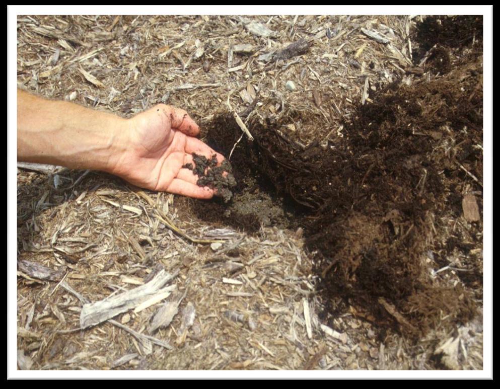 Mulching Keeps down weeds Holds moisture Keeps rain and irrigation from compacting soil