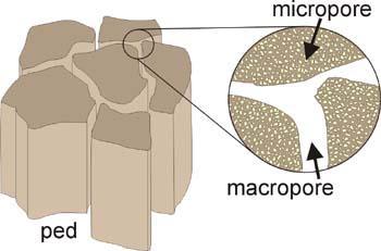Macropores carry and hold water