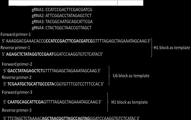 PrecisionX TM Multiplex grna Cloning Kit Reverse Primer Sequence: 5 TTCTAGCTCTAAAACXXXXXXXXXXXXXXXXXXXXGGATCCA AGGTGTCTCATAC3 N = Denotes 15bp of grna3 sequence upstream of PAM X= Denotes Reverse