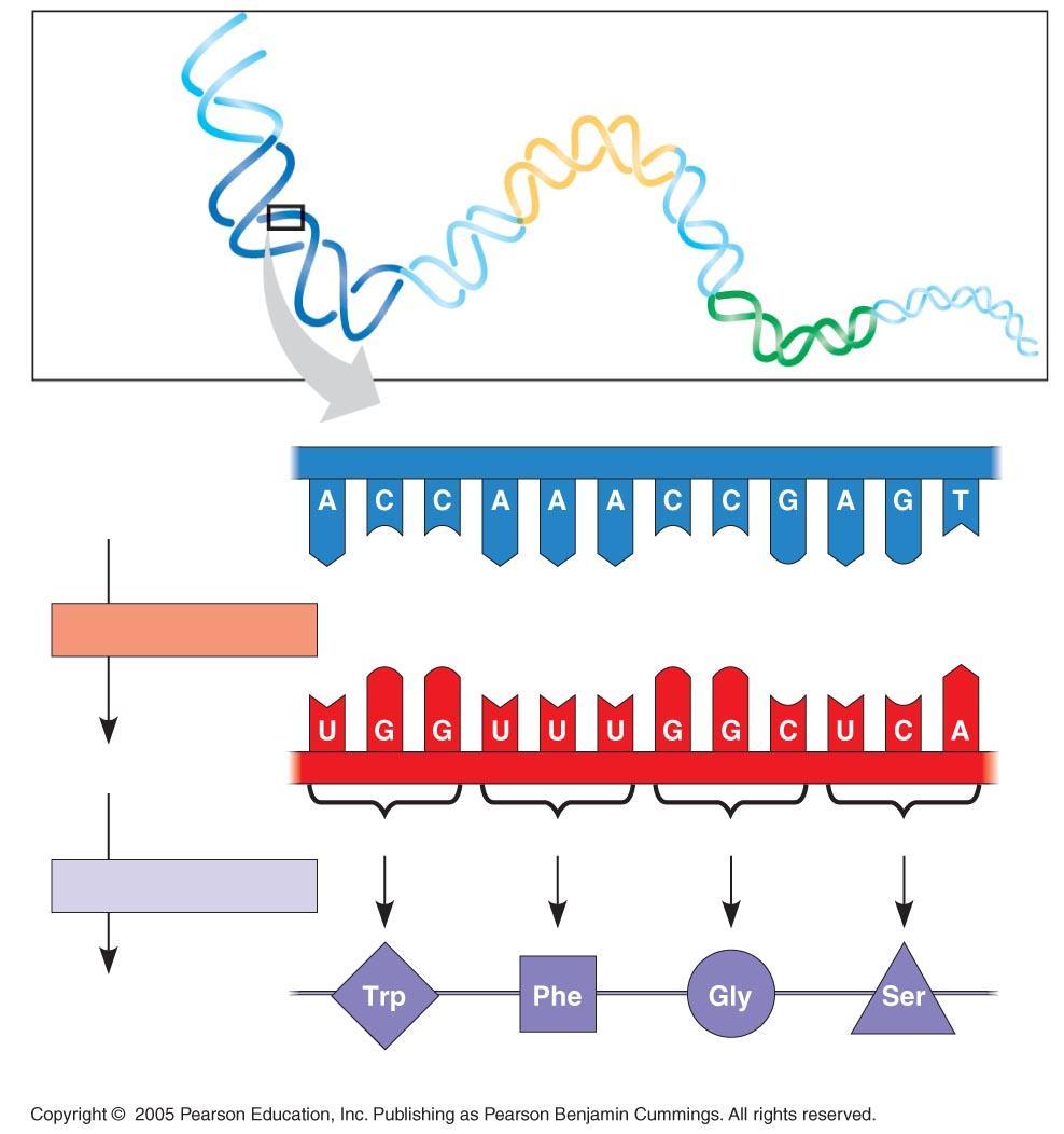 DNA molecule DNA strand (template) 3 5