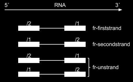 From RNA to sequence Strandness SE PE F: the single read is in the sense (F, forward) orientation R: the single read is in the antisense (R, reverse) orientation RF: first read (/1) is sequenced as