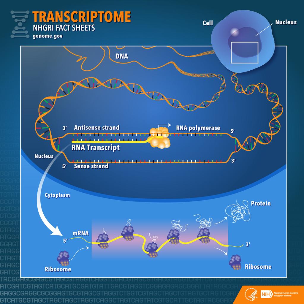 Why sequence transcriptome?