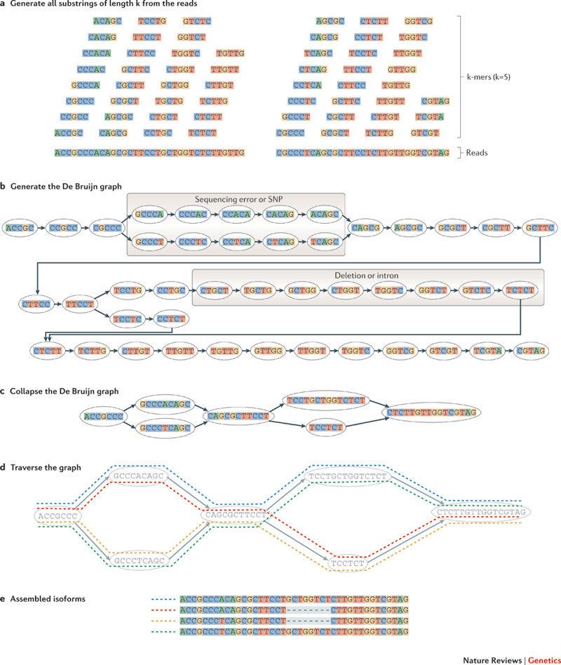 What about de-novo assembly of transcriptomes?