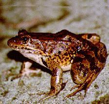 Injunction #2 California Red-legged Frog Center for Biological Diversity vs. U.S. EPA et al., 2002: EPA failed to assess potential effects and to consult FWS.