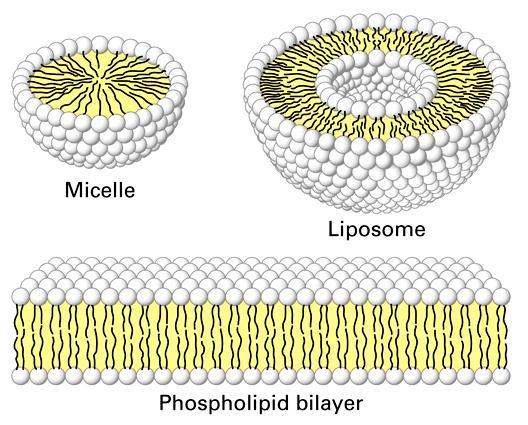 Micelles and Vesicles Vesicles (ex.