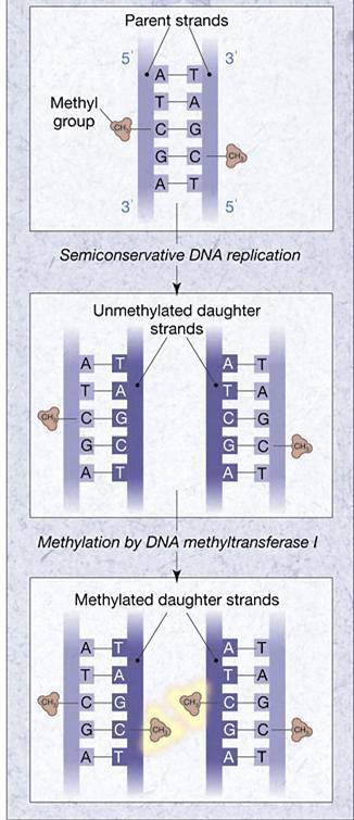 DNA methylation happens after replication Methyltransferase I active on hemimethylated DNA maintains the methylation patter