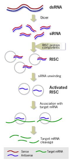 RNA interference Endogenous double side RNA: Double sided transcription Dicer