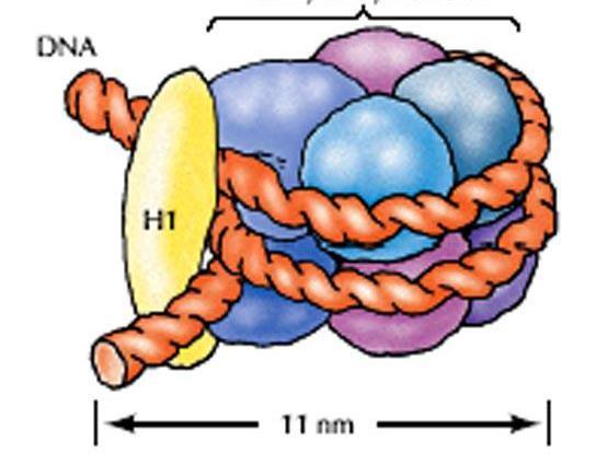 bp of DNA wrapped around octamer histone core Histones