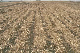 Traditionally, strip-tillage is conducted in the fall to maximize the benefits of creating the tilled zone before spring planting. Soils are generally drier after harvest than in the spring.