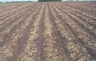 Fall strip-tillage dries and warms the soil ahead of spring planting, preparing a more uniform seedbed and improving seed-tosoil contact. Strip-tillage in the fall has its limitations, as well.