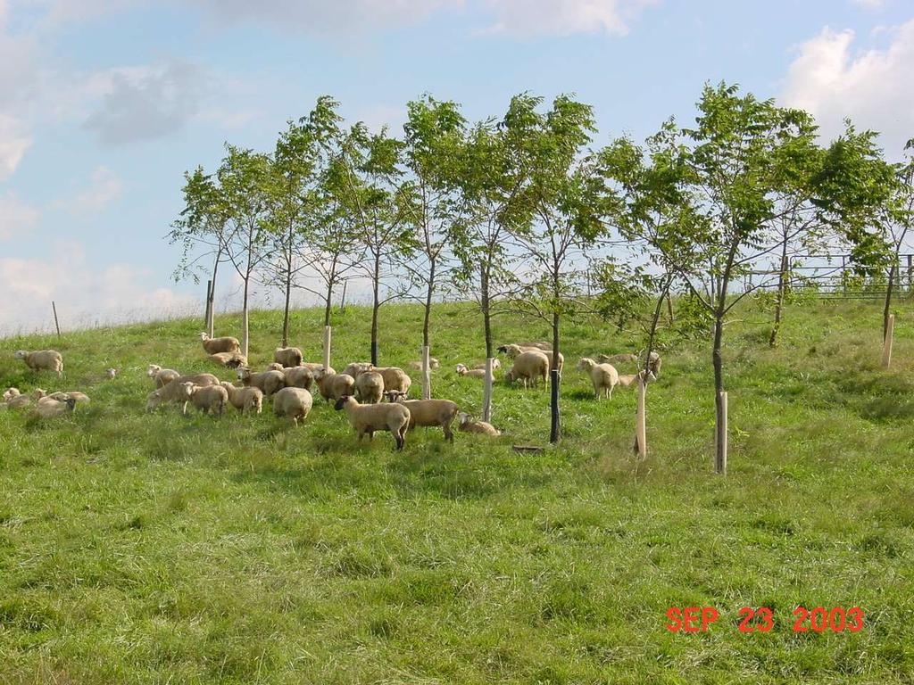 Trees with pastures can be great Natural Resources,