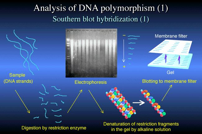 METODA Southern blot membrana vzorec DNA elektroforeza