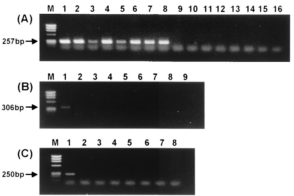 VOL. 38, 2000 DIFFERENTIATION OF BORRELIA BY rpob DNA ANALYSIS 2561 FIG. 4. Amplification of rpob DNA from B. burgdorferi sensu lato strains with the primers specific for B. garinii (A), B.