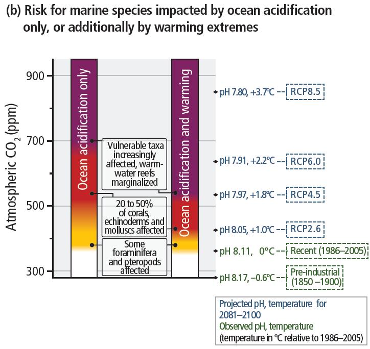 AN EXAMPLE: COMBINED IMPACTS OF CLIMATE DRIVERS: ocean warming and acidification, a comparative view across LTGGs