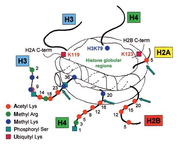 Histone modifications histones are subject to post-translational