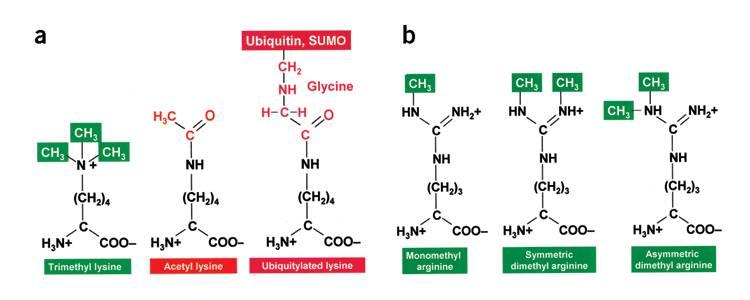 Lysine/arginine acetylation Serine phosphorylation