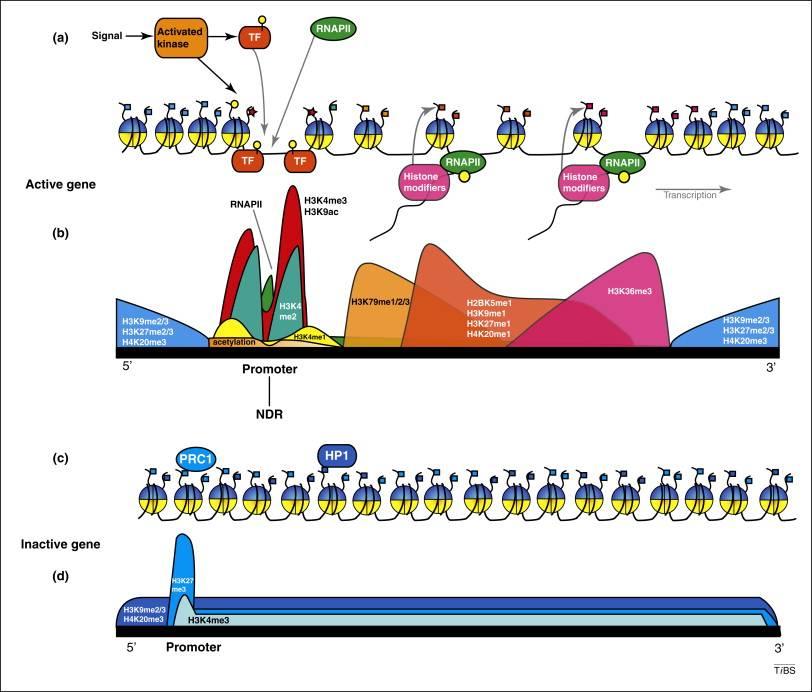 Histone modification histone modifications are a good proxy of gene expression and