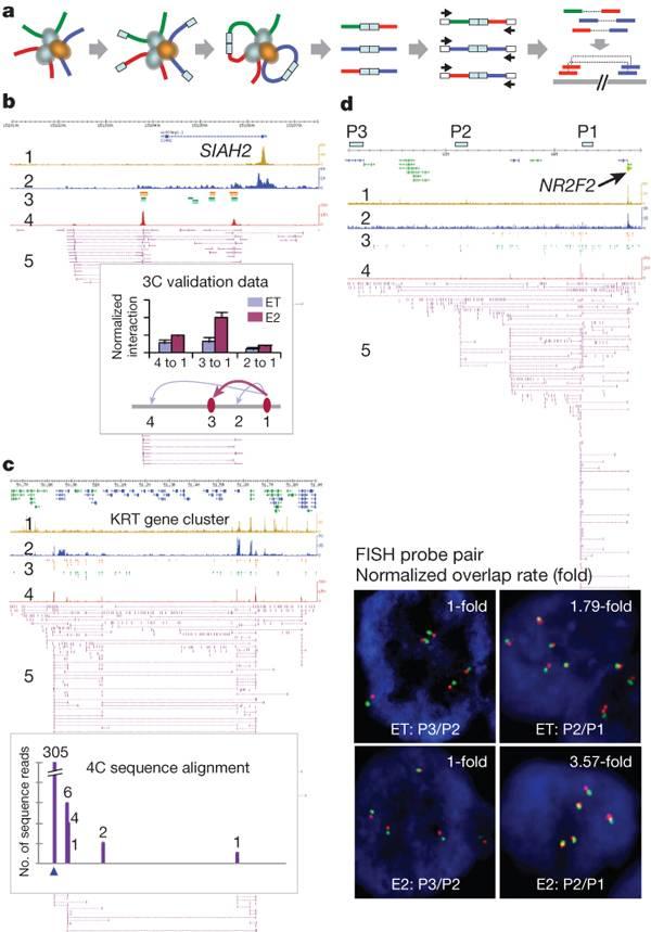 Long range chromatin interactions Chromatin interaction analysis by paired-end tag sequencing (ChIA-pet) : identify interactions