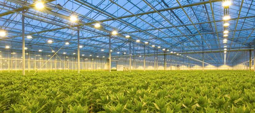 10 11 More efficiency in the photosynthesis process. vega green is a high reflectance aluminium developed for the horticulture sector for the realisation of reflectors used in greenhouse.