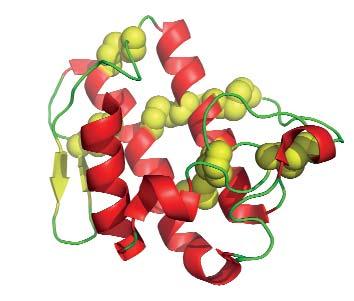 Chemical Peptide Synthesis in the Development of Protein Therapeutics Stephen Kent Abstract Effective automated SPPS is key to the synthesis of peptide building blocks for chemical protein synthesis,