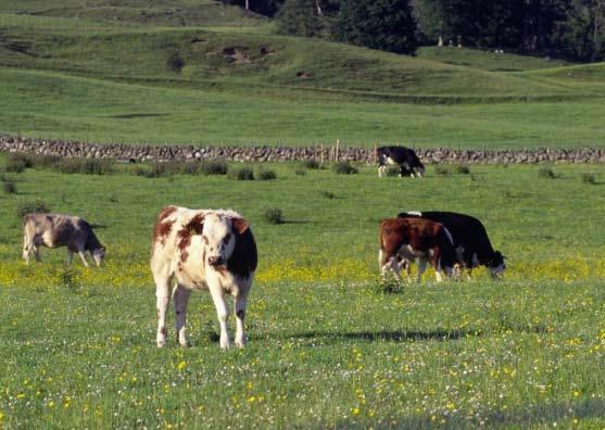Introduction This leaflet sets out a range of actions and land management procedures which, when incorporated into the normal management on intensive grassland farms, can enhance their biodiversity.