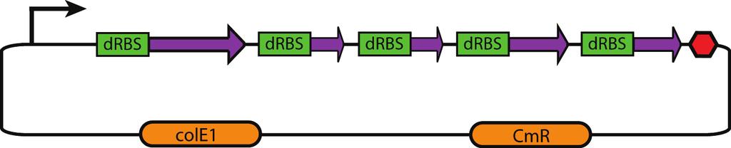 Efficient Combinatorial Optimization Step 1: design optimized drbs sequences using the RBS Library Calculator Step 2: insert optimized drbs sequences in front of each enzyme coding sequence We use a