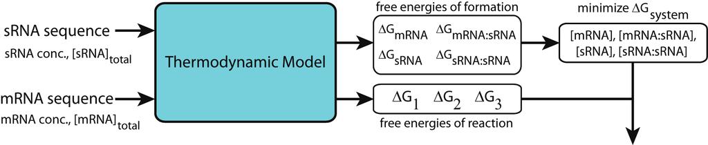 A Statistical Thermodynamic Model srna mrna 1. Calculating mrna, srna, and ribosome interactions 2. Calculating equilibrium concentrations 3.