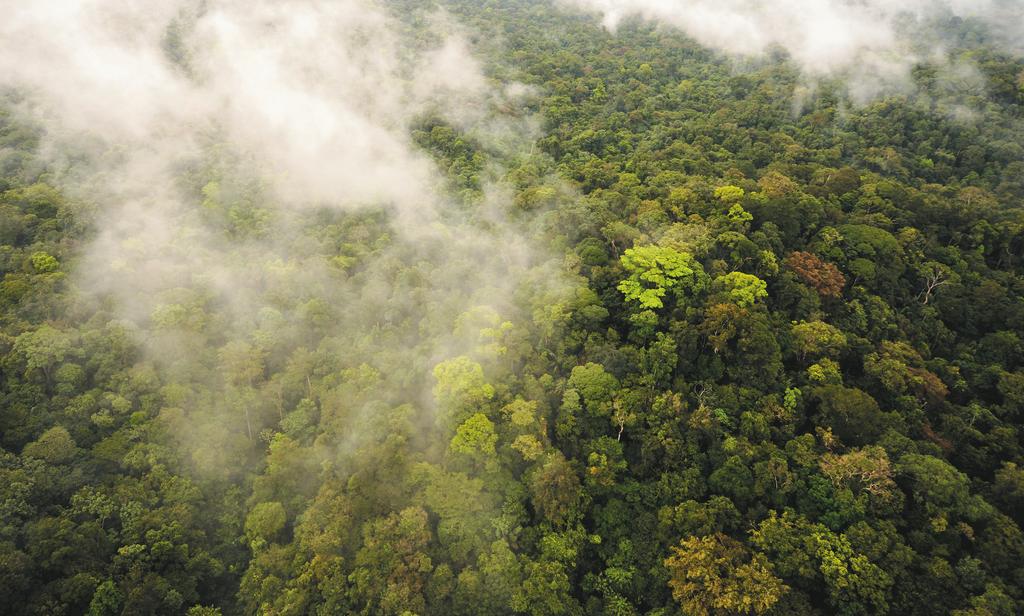 D E L I N V E N TA I R E FORESTIER JULY 2015 = 35 CHANGES IN LAND COVER IN FRENCH GUYANA BETWEEN 1990 AND 2012 The Kyoto Protocol signatory countries are committed, depending on each individual case,