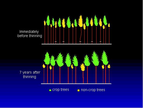 Intensity of low thinning can be classified according to progressive removal of trees of greater crown class or access to direct sunlight (15).