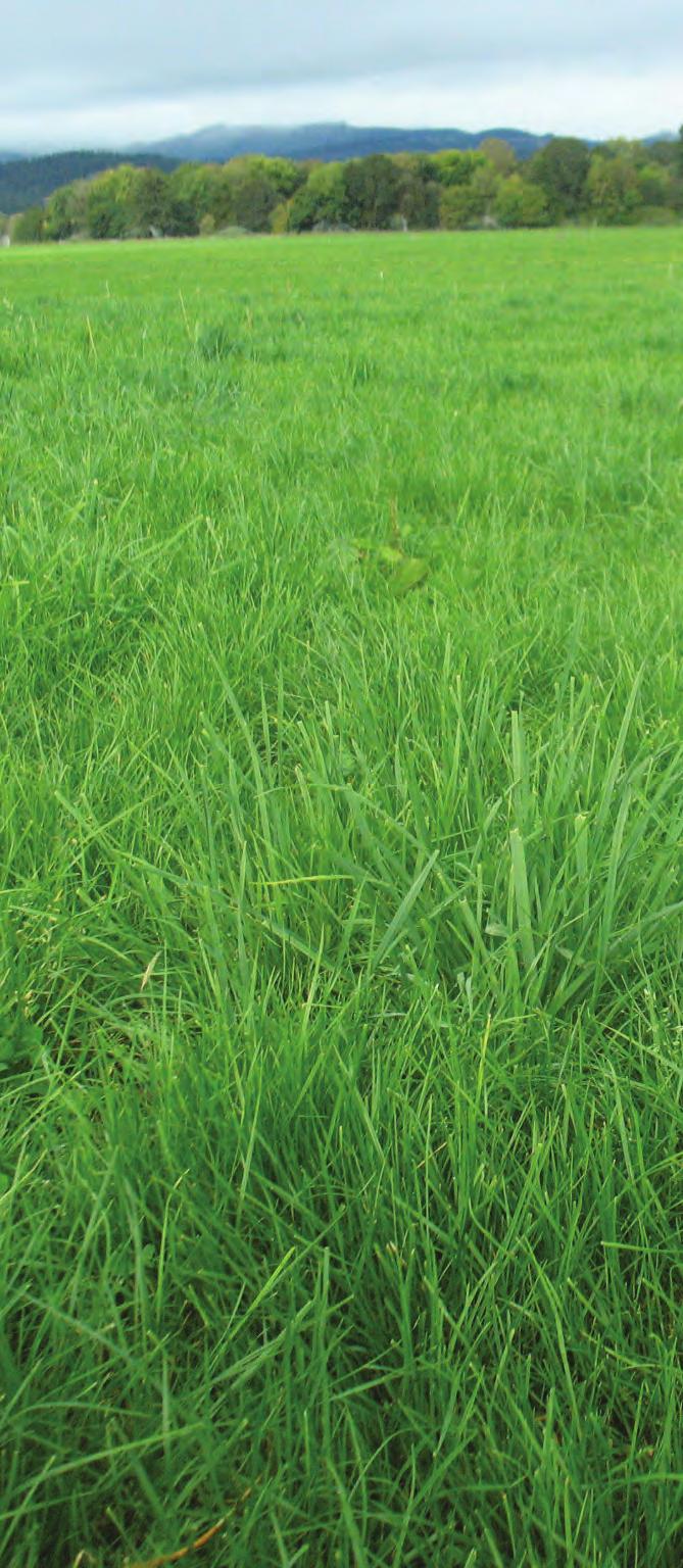 The methods to Grasshance thinned-out stands of forage crops can be seen as rescue measures, but also as maintenance procedures to maintain maximum yield from your forage crops and, in doing so,