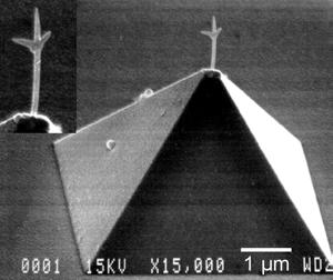 1 µm 4