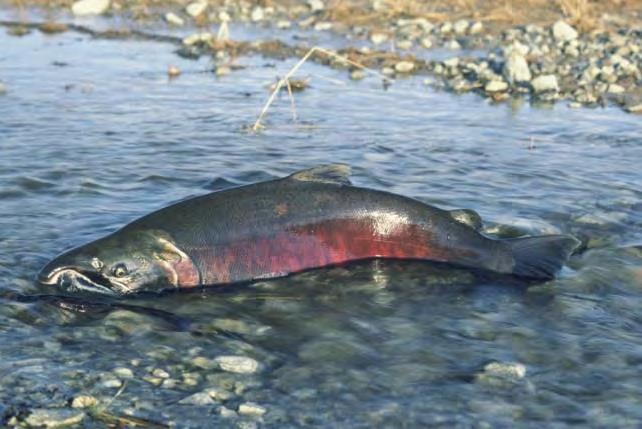 Water Use - Instream Threatened Species: -Spring & fall Chinook -Winter