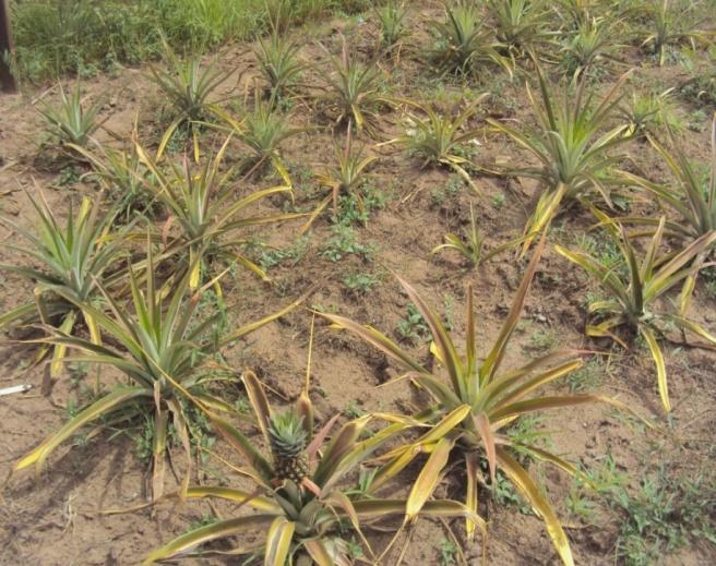 reported significant control of root-gall disease of pineapple with poultry manure.