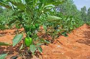 Jalapeno & Spanish Pepper Outgrower Cultivation 2007 to Date 500 Acres of Outgrower based Jalapeno and Spanish Pepper Cultivation in Anuradhapura and Kurunagela Key Performance Indicators Shortlist