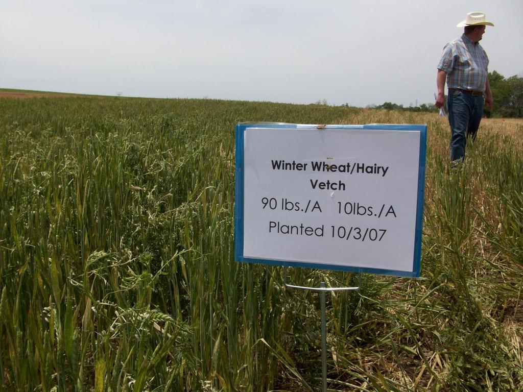 Wheat-Vetch