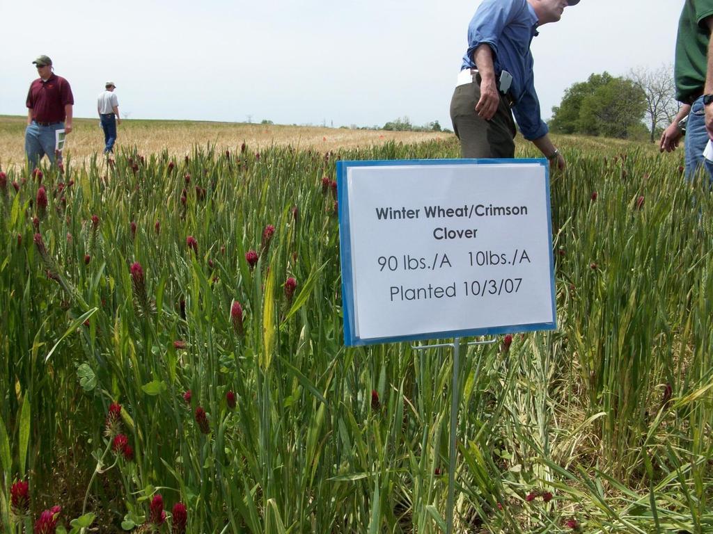 Wheat-Crimson
