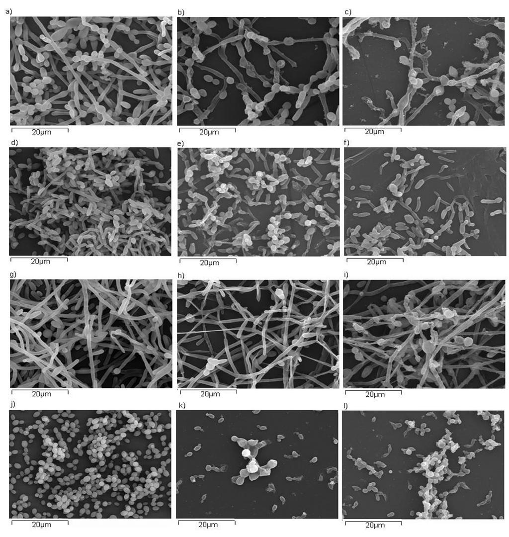 The Novel Oral Glucan Synthase Inhibitor, SCY-078 shows in vitro activity against Candida spp. Biofilm #P1732 L.J. Marcos-Zambrano, M Gómez-Perosanz,, P. Escribano, E. Bouza, J.
