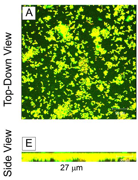 Confocal scanning laser microscopy analyses of the effect of SCY-078 on biofilms formed by C.
