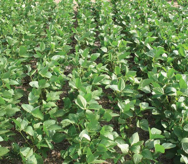 THE NEXT STEP IN WEED CONTROL FOR YOUR ROUNDUP READY 2 XTEND SOYBEANS Herbicide formulations developed for use