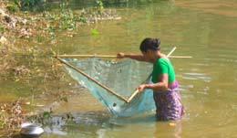 Fisherfolk Present status The whole population an admixture of tribal &