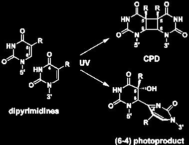 Introduction Absorption of ultraviolet (UV) light produces two predominant types of DNA damage, cyclobutane pyrimidine dimers (CPD) and pyrimidine (6-4) pyrimidone photoproducts (6-4PP) (Figure 1).