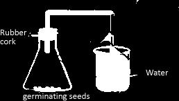 A. Germinating seeds have not been kept under water in the flask. B. Water is kept in the beaker instead of lime water. C.