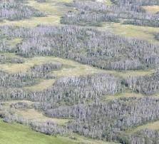 Impacts of the 2001-2002 2002 drought Severe aspen mortality in the parklands of Sask.