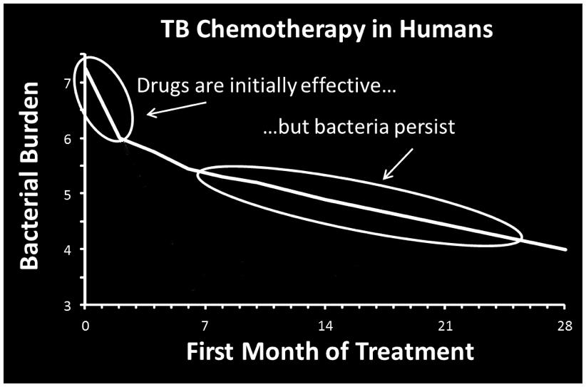 distinct TB candidates sufficient to advance a drug regimen to a one month clinical