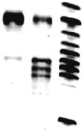 Supplementary Figure 4. One-step-thermocycled assembly of overlapping DNA segments.
